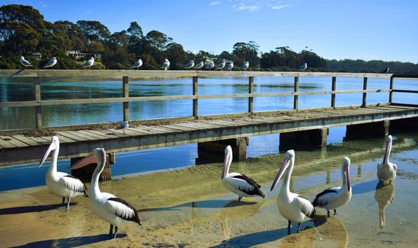 Pelicans and seagulls at the beach