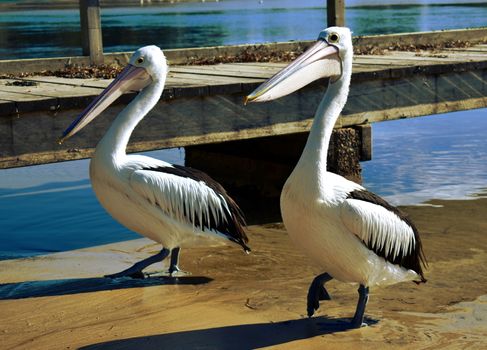 Pelicans and seagulls at the beach