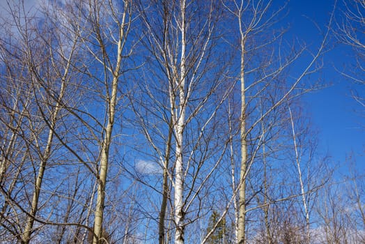 The tops of aspens and birches, in the rays of the spring sun, without leaves against a blue sky with transparent clouds.