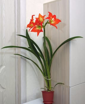 Hippeastrum is an amazing bulbous plant, bright, red and orange with a white-green core, blossomed in four large flowers on a thick green stem with dense narrow leaves.
