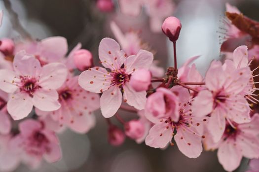 Close-up image of the blossom on a Prunus serrulata, flowering cherry tree. Spring time