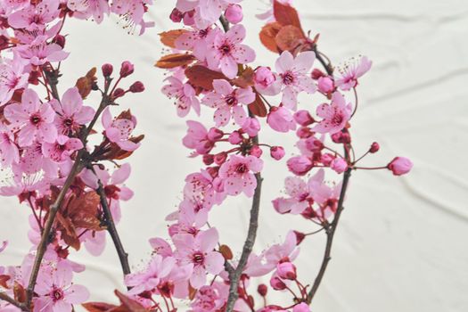 Prunus serrulata or Japanese cherry, also called hill cherry, oriental cherry or East Asian cherry. First flowers in march. Selecitve focus, sunlight. White textured background