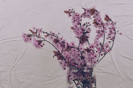 Pink flowering twigs in the vase. Sakura indoors. Blooming spring concept. Minimalism concept. White textured background