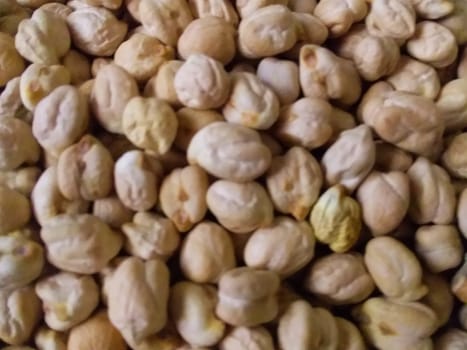 chick pea or Cicer arietinum