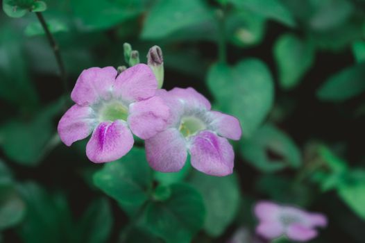 The periwinkle plant (Vinca flower) – Catharanthus roseus or lochnera rosea, also known as rosy periwinkles. Periwinkle pink flowers and buds close up. Colorful Periwinkle Flowers and Plants.