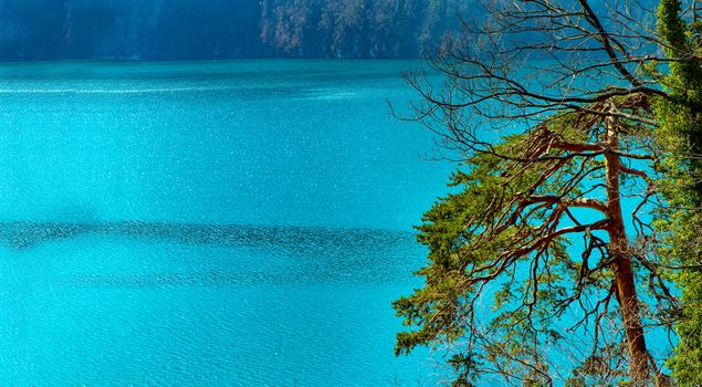 tree branches over a clear blue mountain lake in Switzerland with Copy Space
