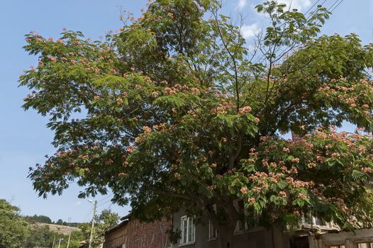 Albizia julibrissin Durazz  or Persian, mimosa tree with beautiful flowers in Sredna gora mountain, Bulgaria