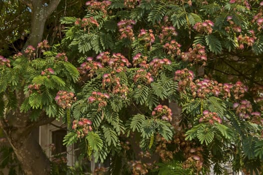 Albizia julibrissin Durazz  or Persian, mimosa tree with beautiful flowers in Sredna gora mountain, Bulgaria