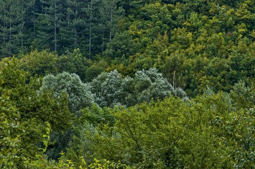 Autumn forest with coniferous and deciduous  trees and bushs in the Sredna gora mountain, Bulgaria