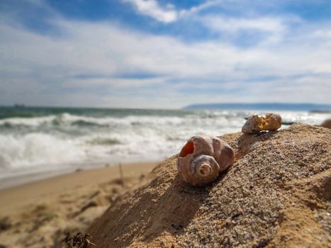 Two seashells on the sand in front of the stormy waves.