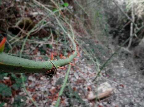 A green branch covered by red thorns swiveling around a hill.