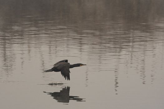 The great cormorant flies at water level over a river in the early morning, a dark-colored water bird also called great black cormorant