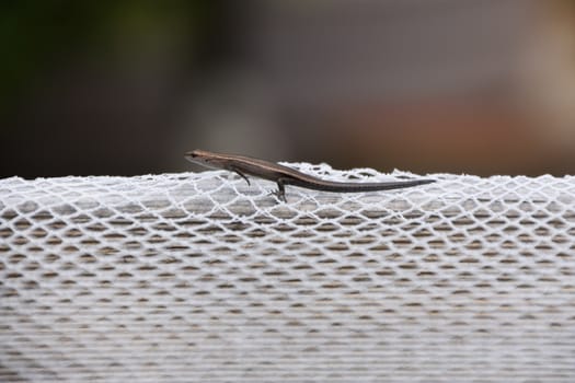 Small skink on white netting