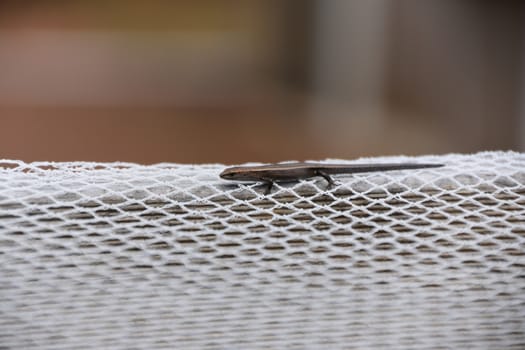 Small skink on white netting