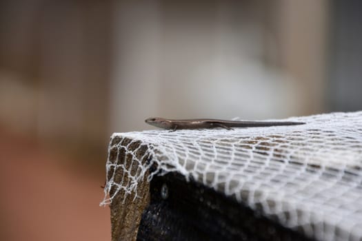 Small skink on white netting