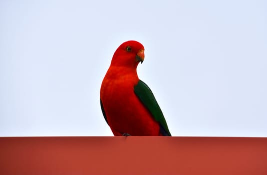 A male King Parrot on a roof