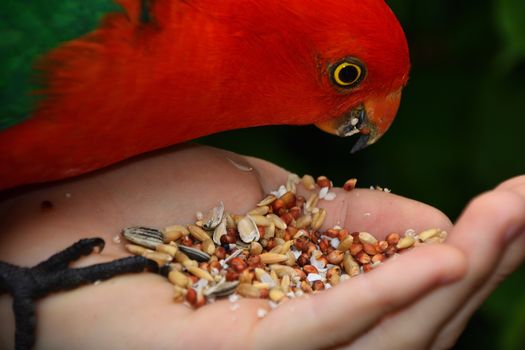 Hand feeding seeds to a male King Parrot