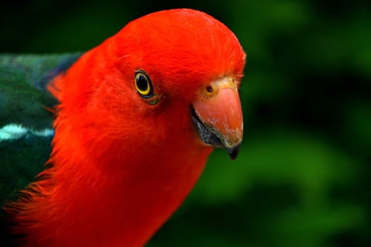 Male King Parrot crunching on bird seeds