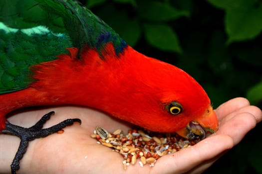 Hand feeding seeds to a male King Parrot