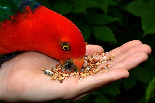 Hand feeding seeds to a male King Parrot