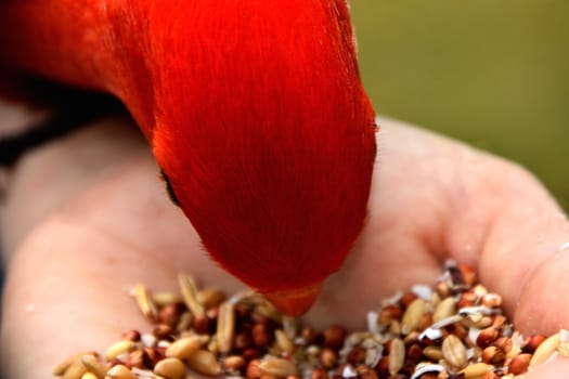 Hand feeding seeds to a male King Parrot