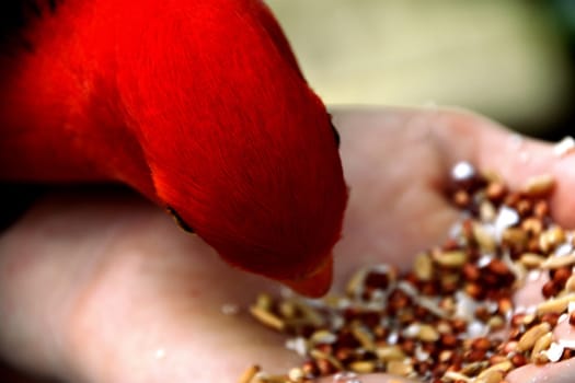 Hand feeding seeds to a male King Parrot