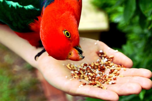 Hand feeding seeds to a male King Parrot