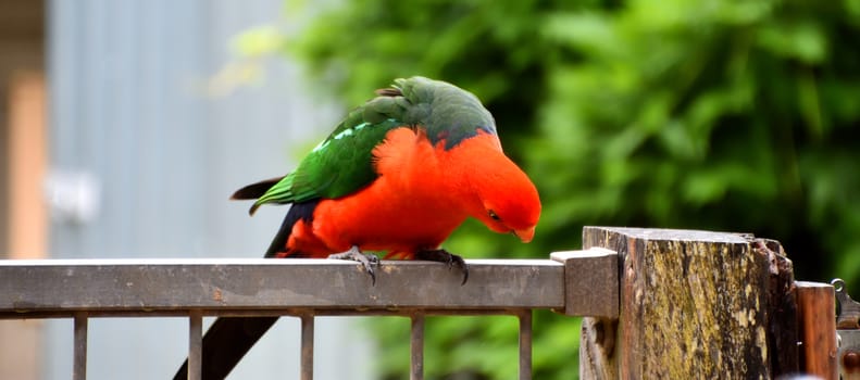 Male King Parrot sitting on a fence