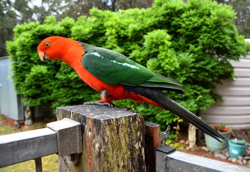 Male King Parrot sitting on a fence