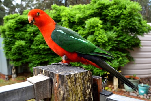 Male King Parrot sitting on a fence