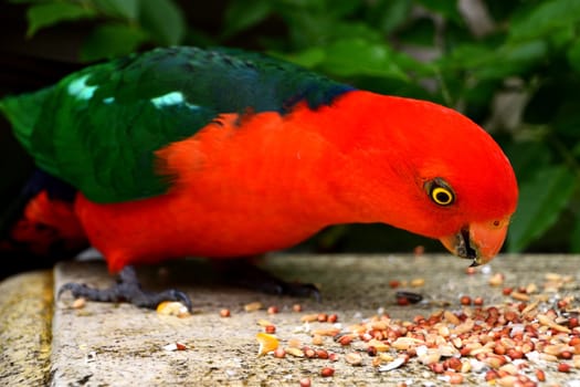 Hand feeding seeds to a male King Parrot