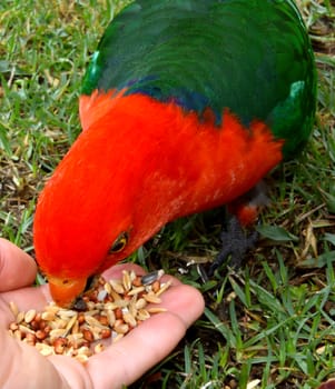 Hand feeding seeds to a male King Parrot