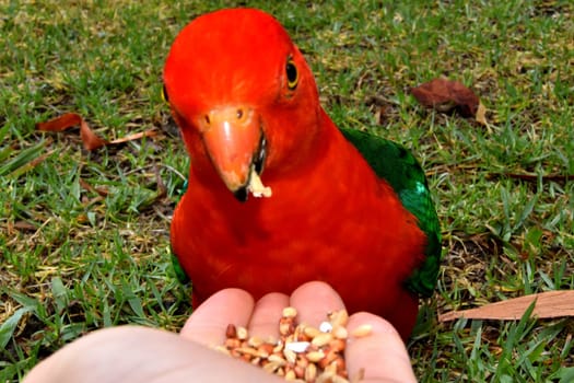 Hand feeding seeds to a male King Parrot