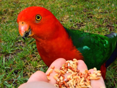 Hand feeding seeds to a male King Parrot