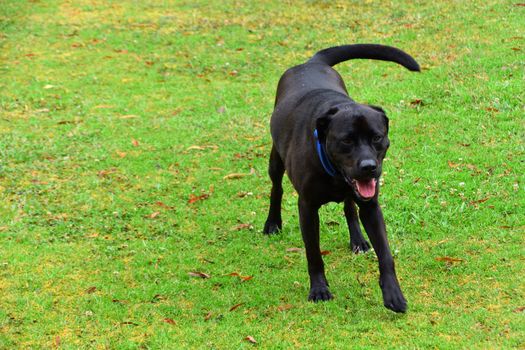 A black Labrador wagging his tail on grass while it`s raining
