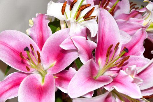 Lilies and Snapdragons on a white background