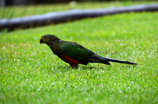 A single female King Parrots in the rain on grass