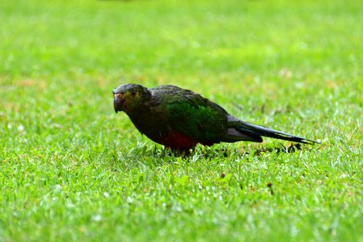 A single female King Parrots in the rain on grass