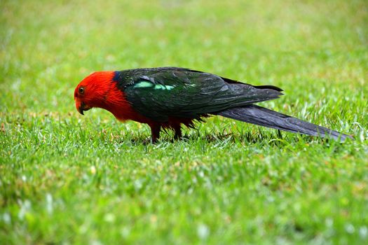 A single male King Parrot in the rain on grass