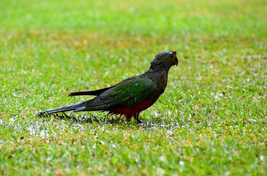 A single female King Parrots in the rain on grass