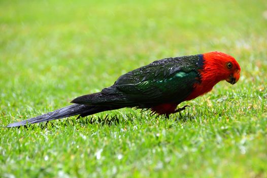 A single male King Parrot in the rain on grass