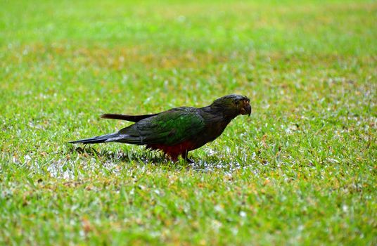 A single female King Parrots in the rain on grass