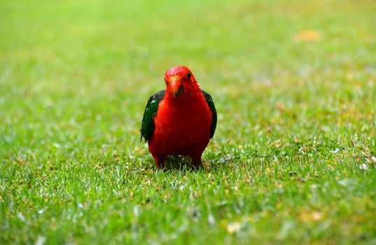 A single male King Parrot in the rain on grass