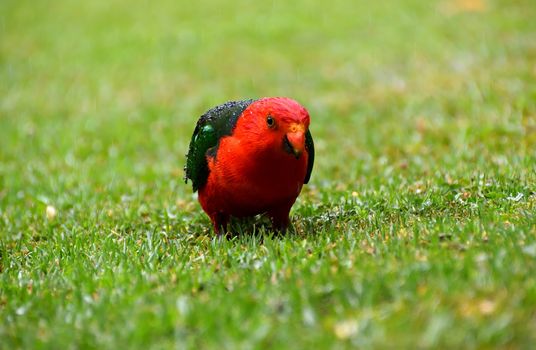 A single male King Parrot in the rain on grass