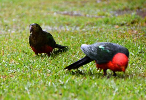 Female and male King Parrots in the rain on grass