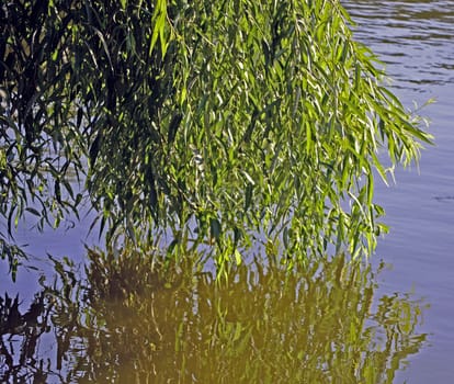 Willow reflected in water