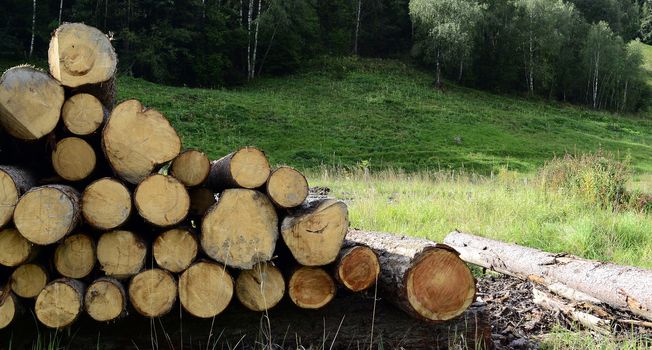 Freshly cut logs from tree laying in green grass in mountainside forest area