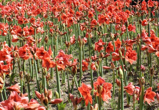 Beautiful field of red Amaryllis flower