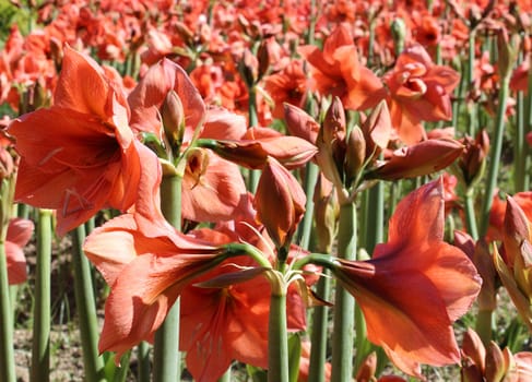 Beautiful blossoms of red Amaryllis flower