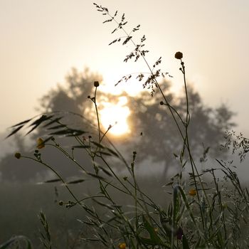 Spider web in the meadow with water drops in morning sun light